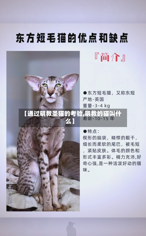 【通过明教圣猫的考验,明教的猫叫什么】